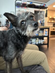 Small black dog turning his head towards the camera